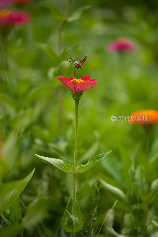 蜂鸟鹰蛾(Macroglossum stellatarum)飞过花园中的花朵